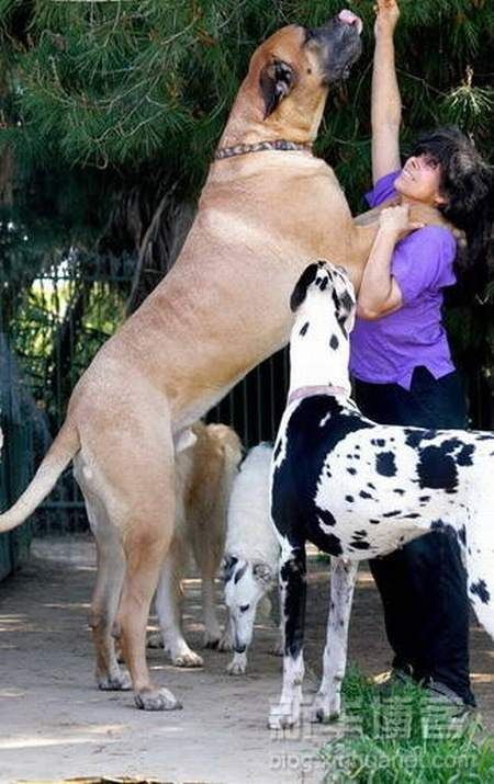 Biggest Dogs In The World