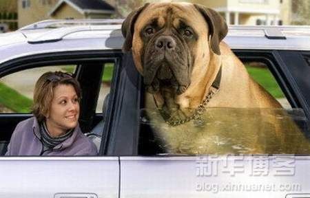 Biggest Dogs In The World