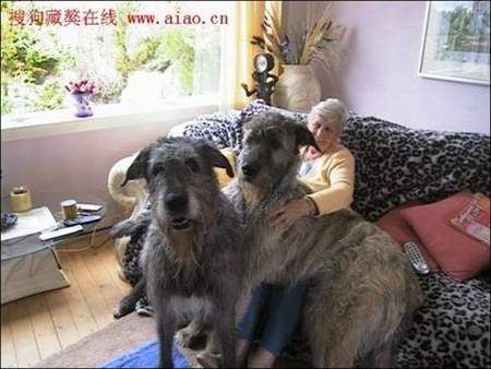 Biggest Dogs In The World
