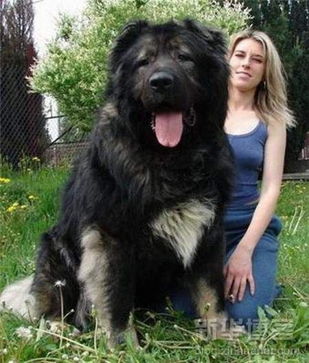 Biggest Dogs In The World