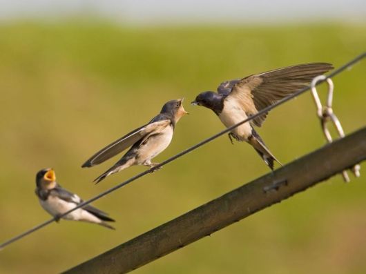 Cute Birds Feeding Themselves