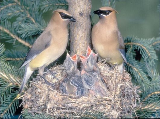 Cute Birds Feeding Themselves