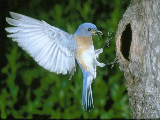 Cute Birds Feeding Themselves
