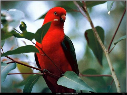 Breathtaking Original Colors Birds