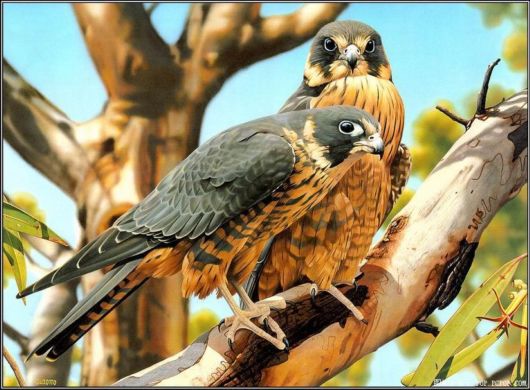 Breathtaking Original Colors Birds