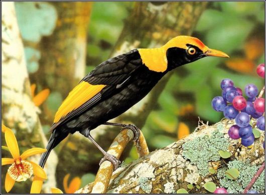 Breathtaking Original Colors Birds