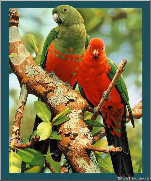 Breathtaking Original Colors Birds