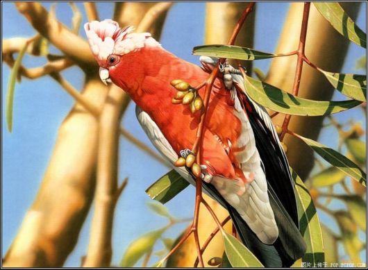 Breathtaking Original Colors Birds