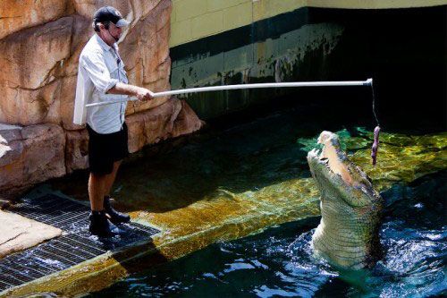 Crazy Jumping Crocodiles In Adelaide River