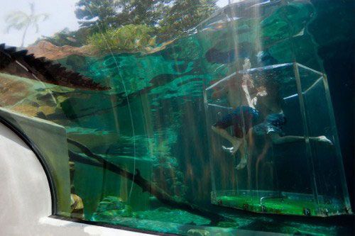 Crazy Jumping Crocodiles In Adelaide River