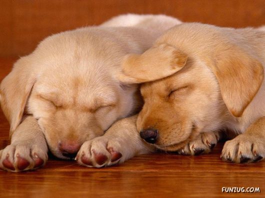 Cute Animals Sleeping