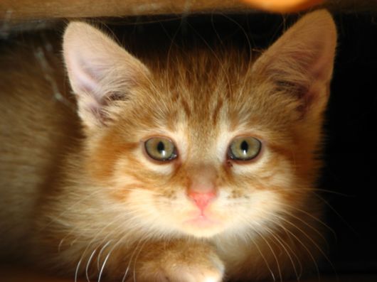 Cute Cats for Pets Lovers