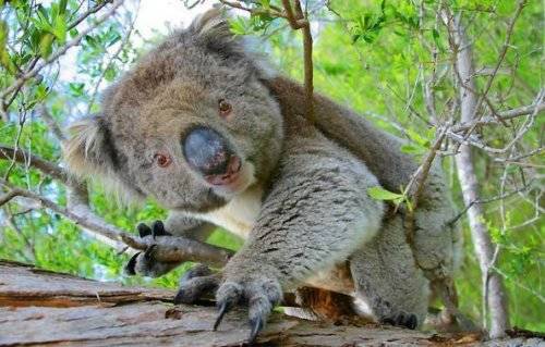 Cute Koalas Bears Around the World