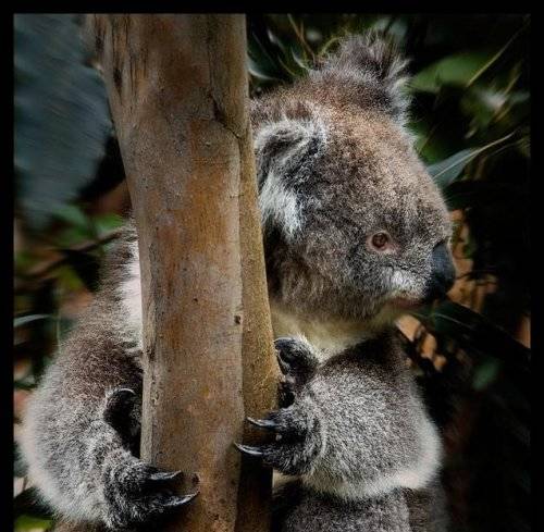 Cute Koalas Bears Around the World