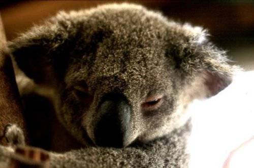 Cute Koalas Bears Around the World
