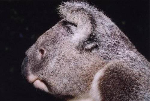 Cute Koalas Bears Around the World