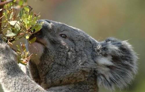 Cute Koalas Bears Around the World