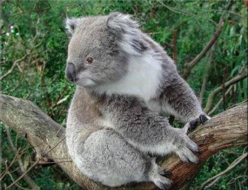 Cute Koalas Bears Around the World