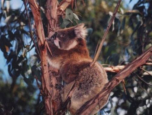 Cute Koalas Bears Around the World