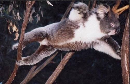 Cute Koalas Bears Around the World