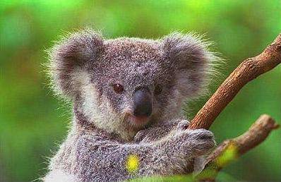 Cute Koalas Bears Around the World
