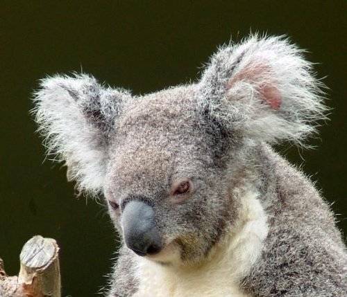 Cute Koalas Bears Around the World