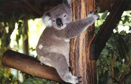 Cute Koalas Bears Around the World