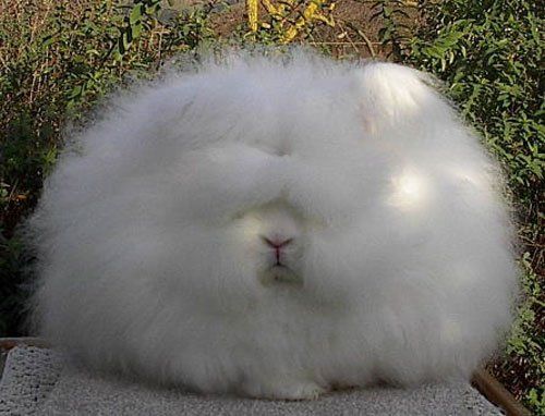 Very Cute Angora Rabbit | Funzug.com