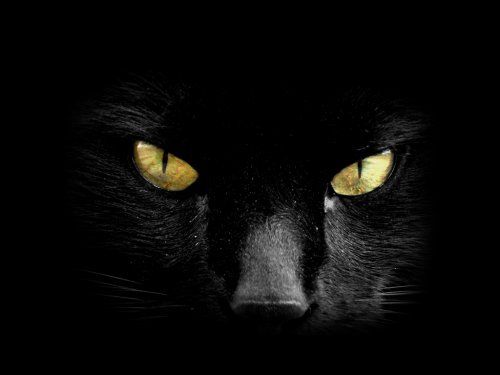 Endangered Wild Animals Photography