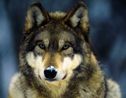 Endangered Wild Animals Photography