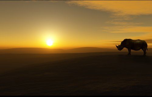 Endangered Wild Animals Photography