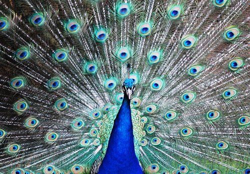 Endangered Wild Animals Photography