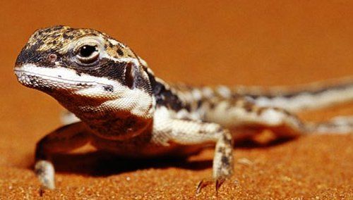 Endangered Wild Animals Photography