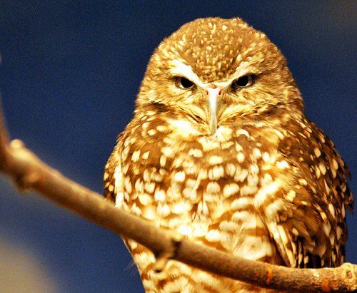 Endangered Wild Animals Photography