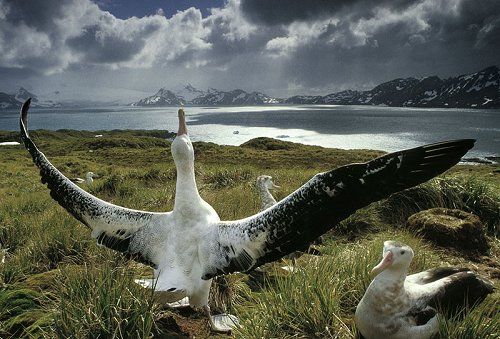 Endangered Wild Animals Photography