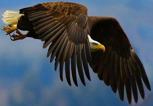 Endangered Wild Animals Photography