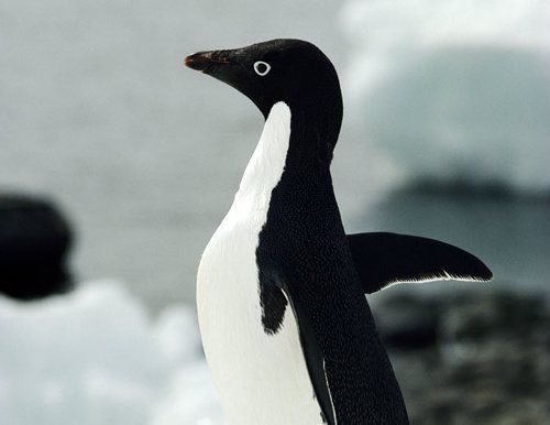 Endangered Wild Animals Photography