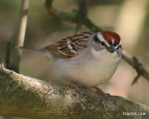 European Animals with Obesity