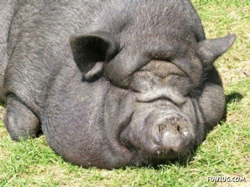 European Animals with Obesity