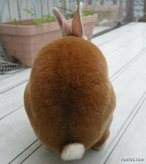 European Animals with Obesity