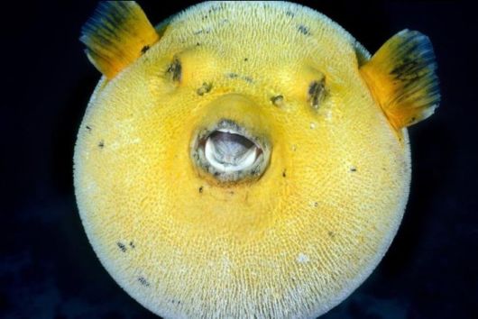 Excellent Underwater Animals Photography