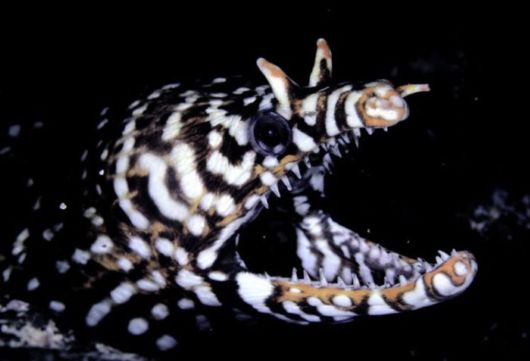 Excellent Underwater Animals Photography