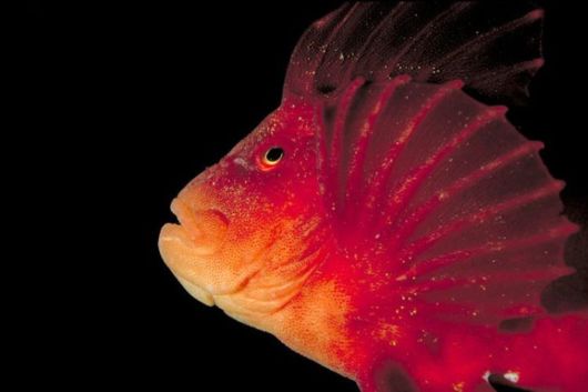 Excellent Underwater Animals Photography