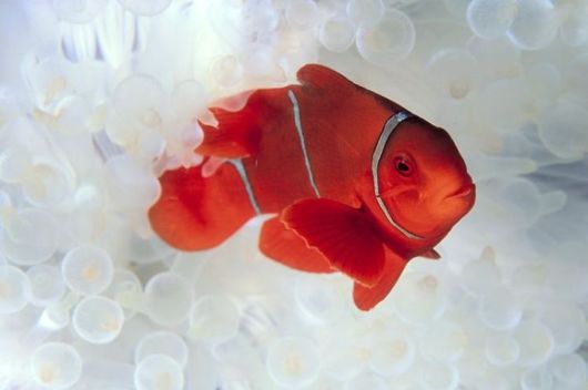 Excellent Underwater Animals Photography
