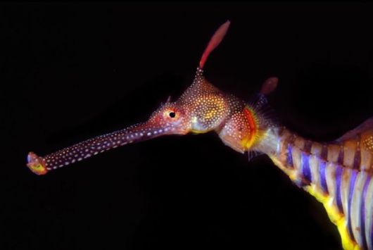 Excellent Underwater Animals Photography