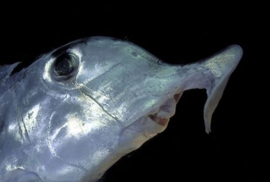 Excellent Underwater Animals Photography