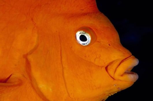 Excellent Underwater Animals Photography