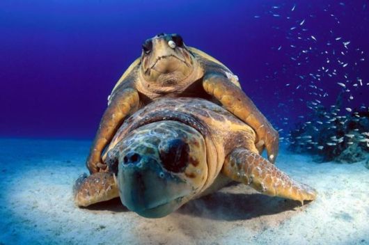 Excellent Underwater Animals Photography