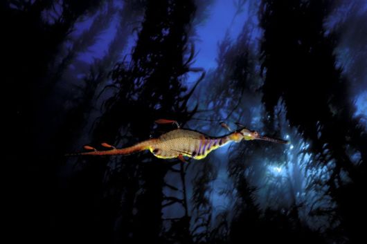 Excellent Underwater Animals Photography