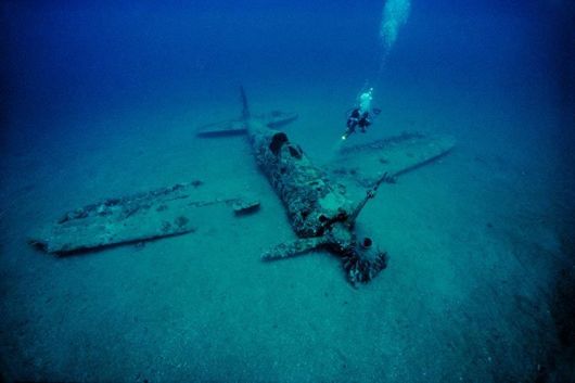 Excellent Underwater Animals Photography